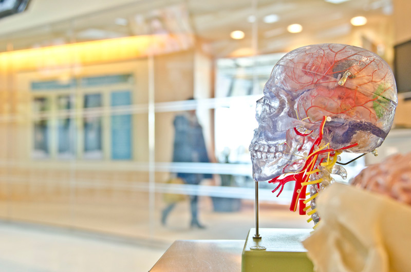 A model of the human brain